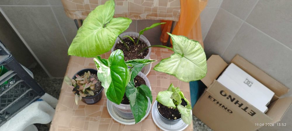 Филодендрон (Philodendron) / Сингониум (Syngonium)