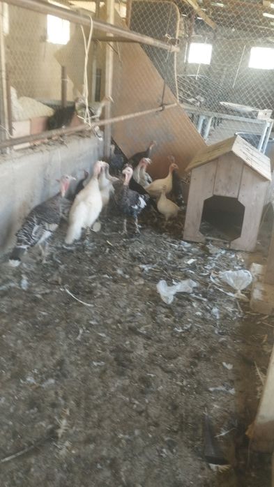 Индюки сатамын 15бас