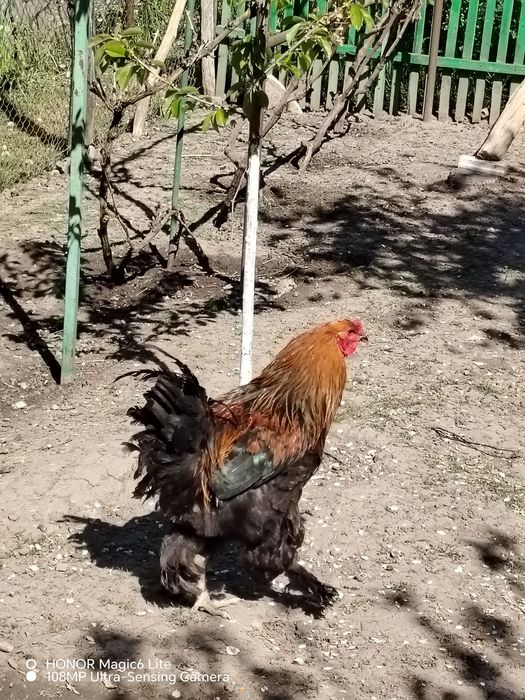 Schimb cocos Brahma de anul trecut cu găină Brahma outoare.