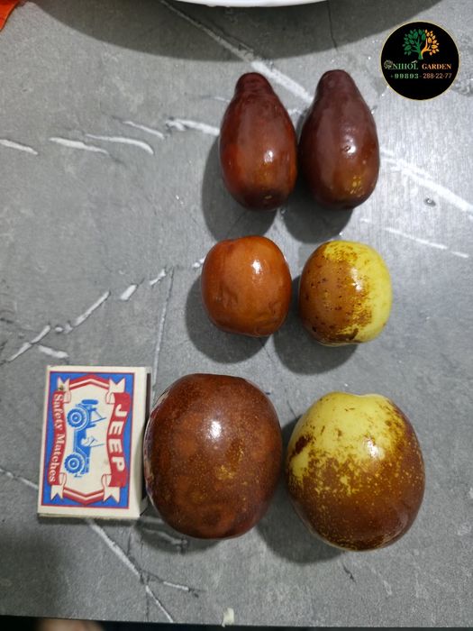 Зизифус жийда привитий