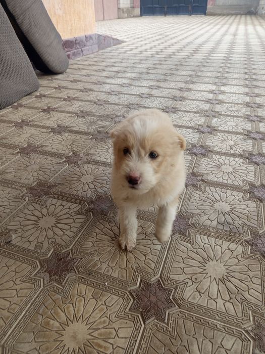 Күшік сатылады 5000ден