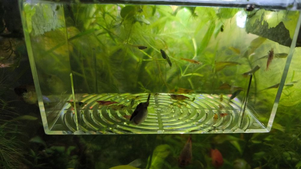 Creveți - Plante Acvariu - Melci asasini