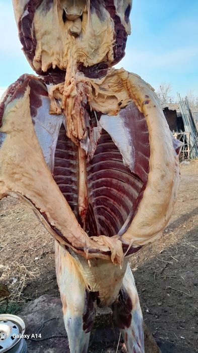 Соғым тайынша еті