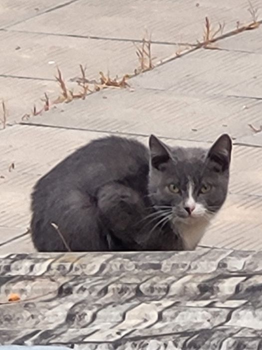 Отдаем котенка в хорошие руки