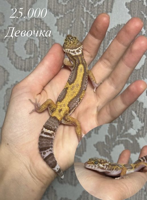 Малыши эублефаров