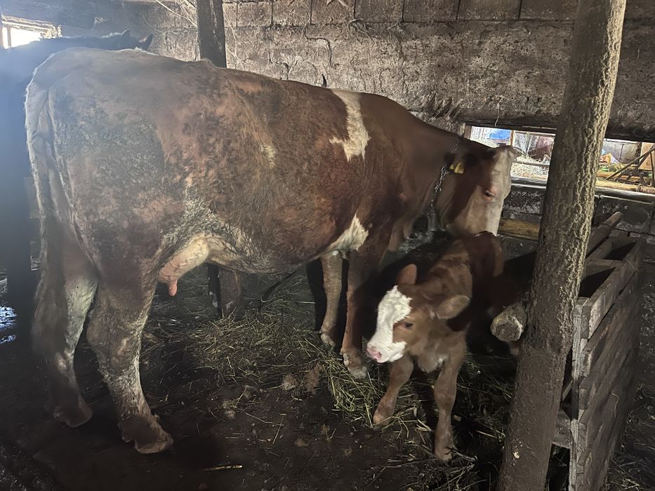 Vaca baltata cu vitel fatata  recent