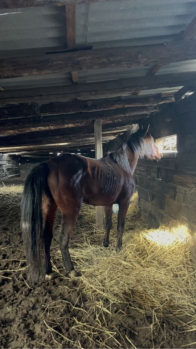 Айғыр сатылады