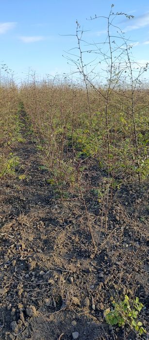 Puieți salcâm frasin mesteacăn fag carpen tei