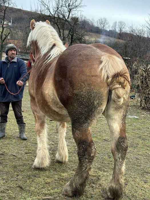 Vând Manza grea gestantă