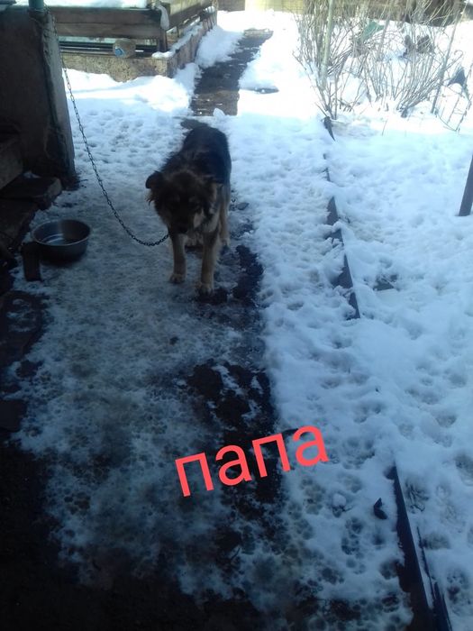 Отдам щенка девочку