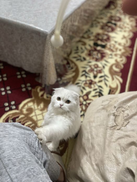 Мушук сотилади жуда акилиг чиройлиг ва хали кичиг