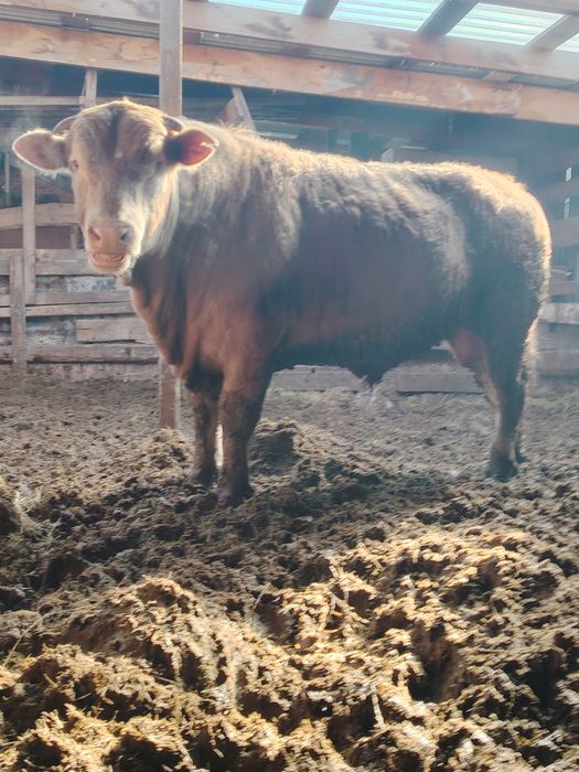 Продам двух быков.