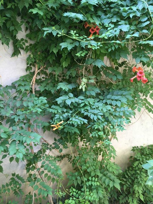 Продается садовое растение Тэкома