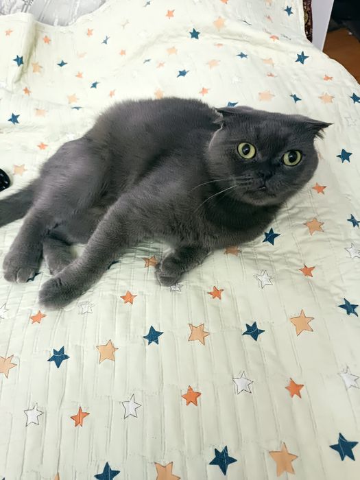 Mushuk sotiladi parodali