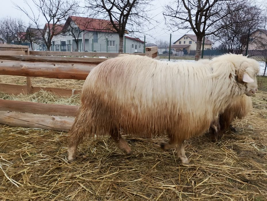 Berbec și noatin de vanzare