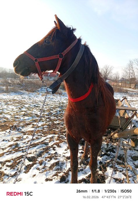 Cal de 9 ani căstrat