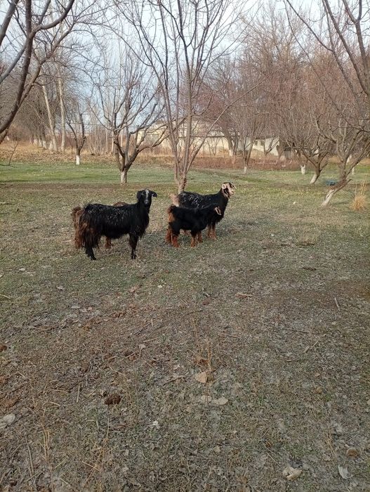 Кал она бола эчкила сотилади