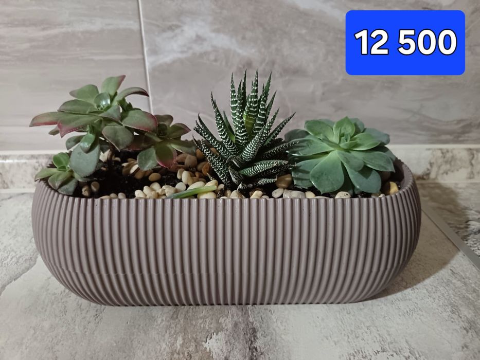 Суккуленты в горшках .Цветы в горшках. Минисад.