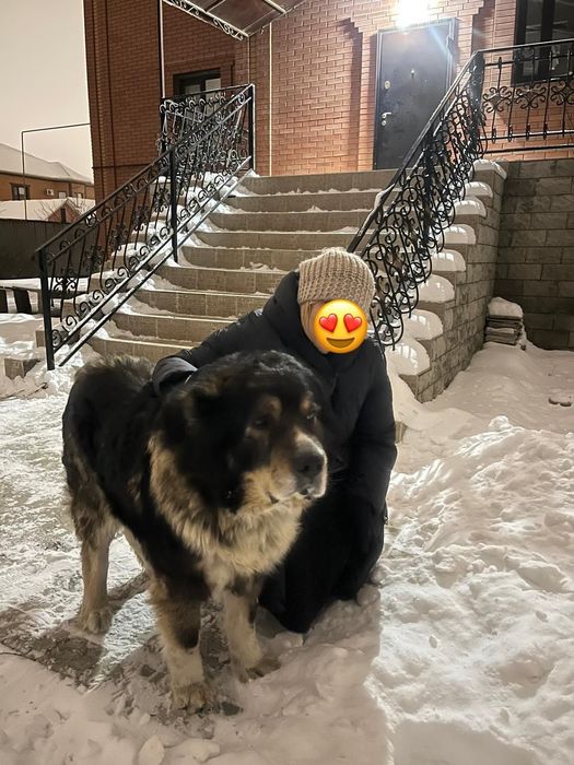 Кавказская овчарка