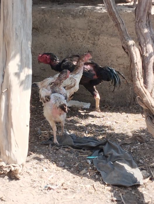 Хонаки куланги ва ухайли тухмлари сотилади