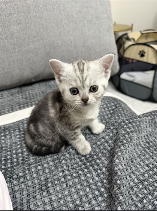 Котенок шотландский