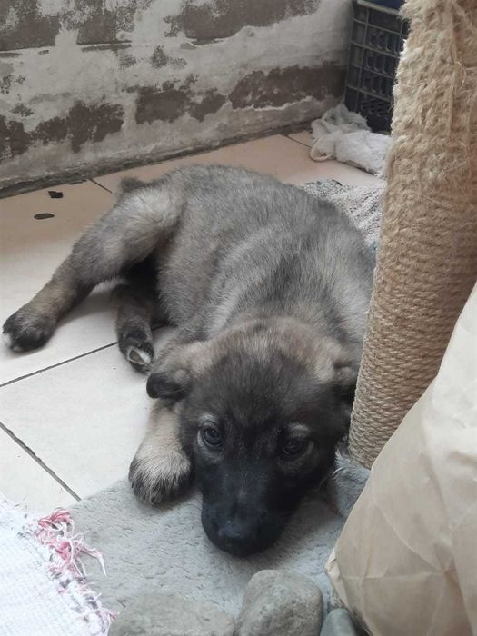 Отдаем щенка в добрые руки