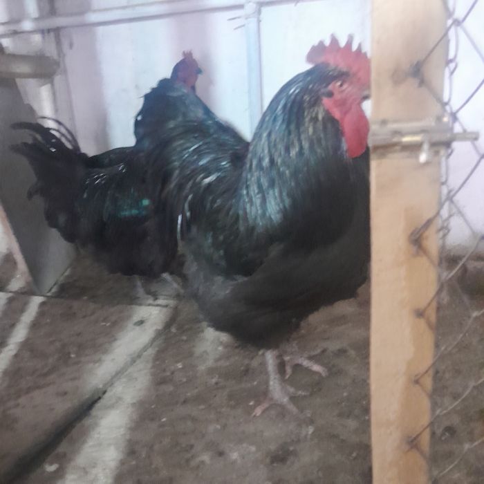 Продам петушков  есть3 шт