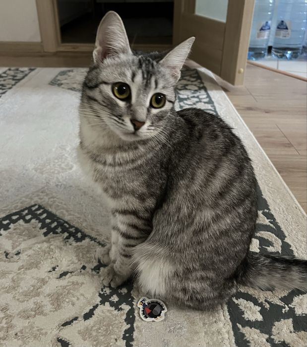 Кошка в добрые руки