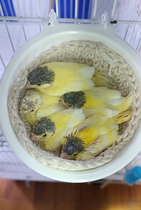 Канарейки овсяночного напева тройниковые.