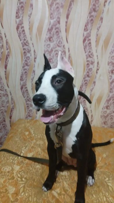 Амстафф 9 месяцев