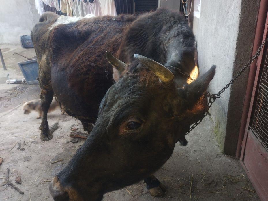 Vaca gestantă de vânzare