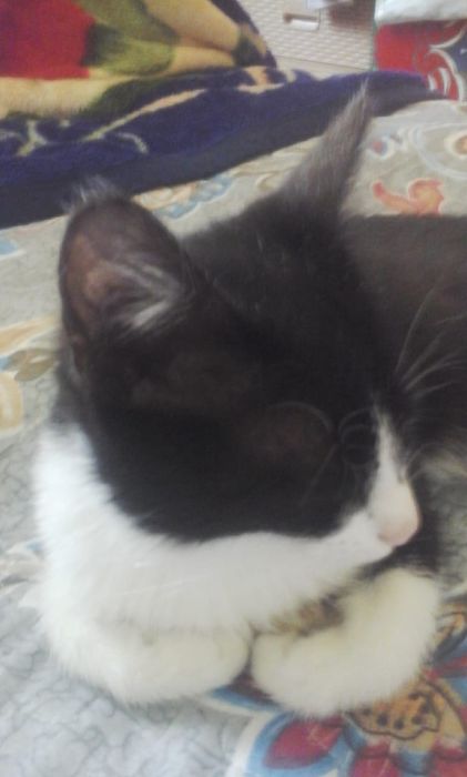 Отдам кота в добры