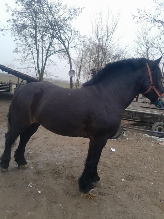 Este de vânzare 2 iepe de 4 ani si 5 ani maimulte detalii înprivat