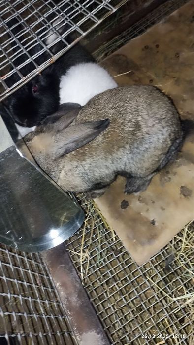 Кролики 4 месячные