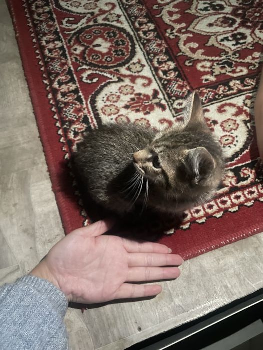 Котенок маленький