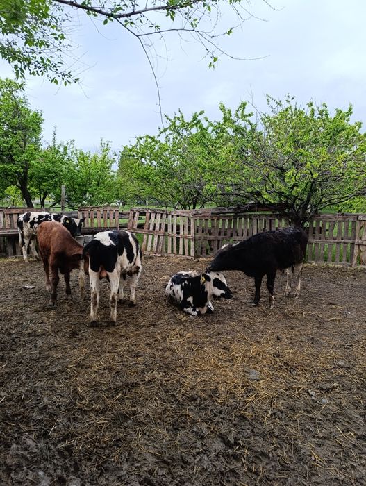 Продам хороших бычков