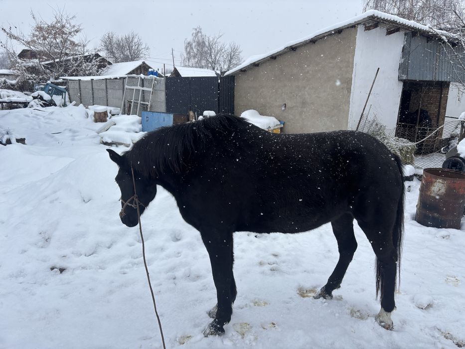 Продаю кобылу породистую