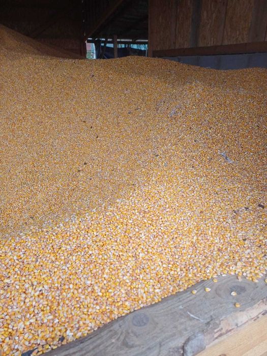 Porumb calitate buna, uscat