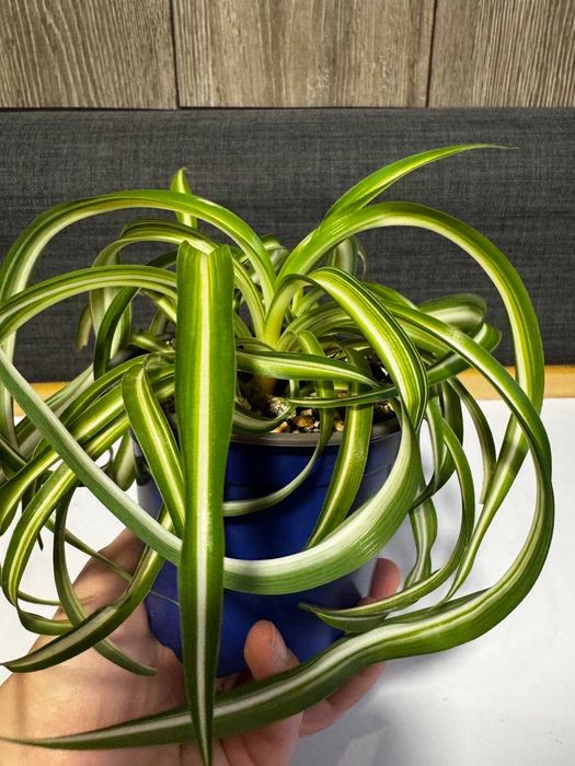 Хлорофитум кудрявый (Бонни)