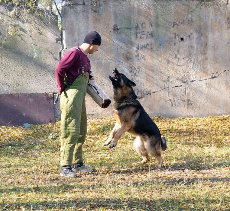 Вязка Кобель Немецкой овчарки