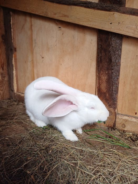 3 девочки .3 месяца- за 10000