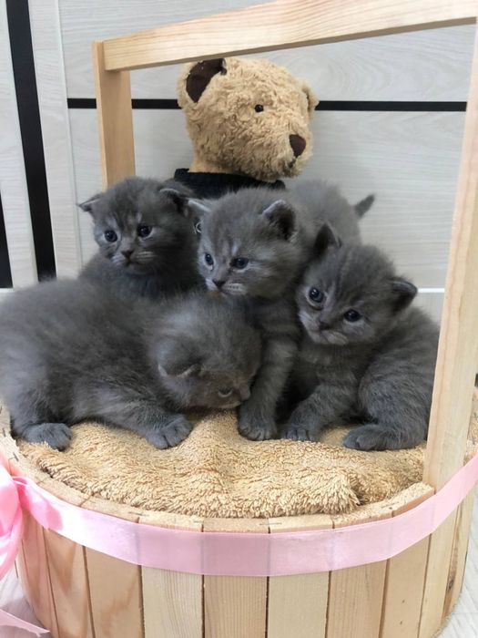 Продажа котят (Британский  Шиншила): 100 у.е. - Mushuklar Toshkent на Olx