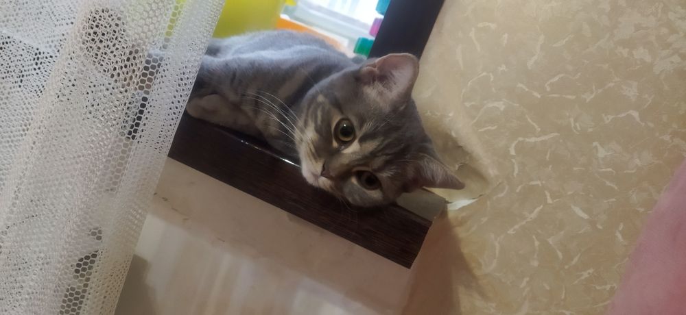 Отдам британского котенка