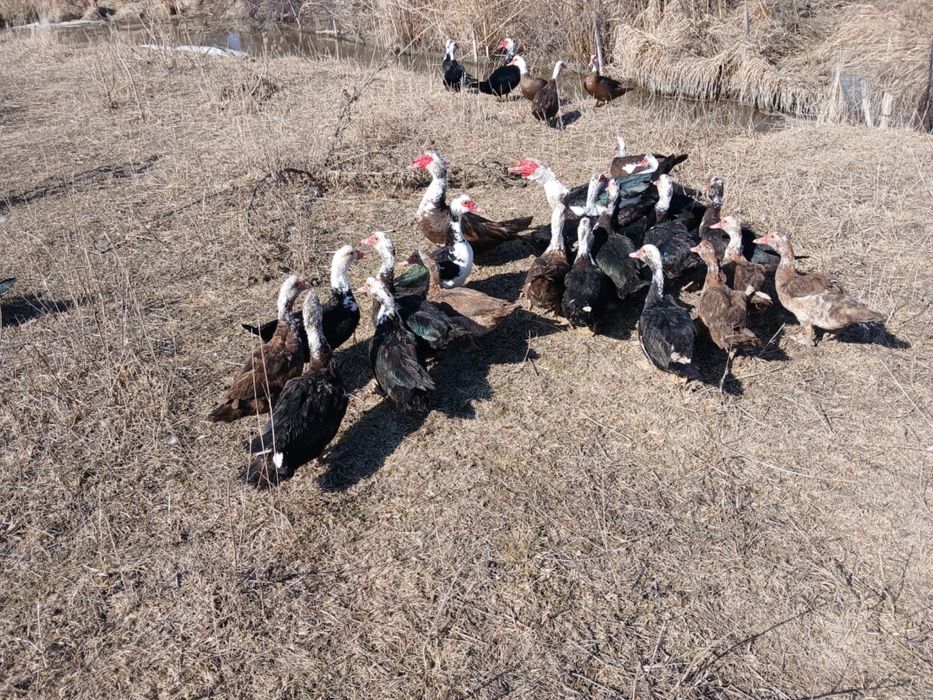 Продам Самки индоутки