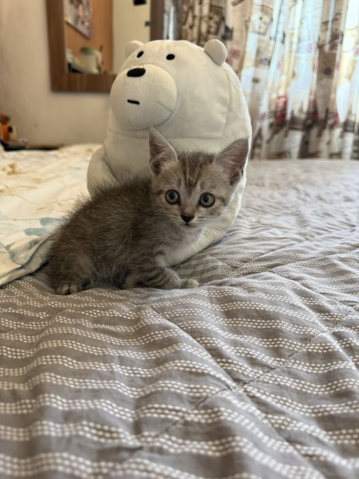 Прямоухий британский котенок девочка