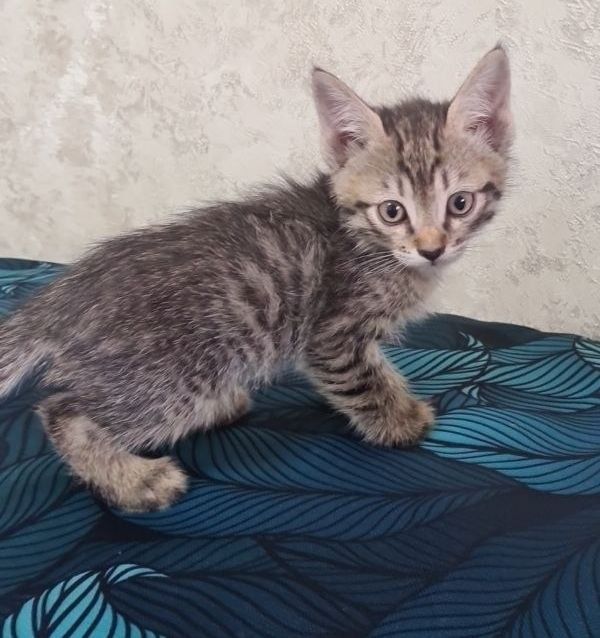 Котёнок мальчик 2 месяца