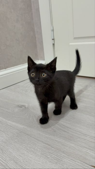 Ищем заботливых хозяев для котика !