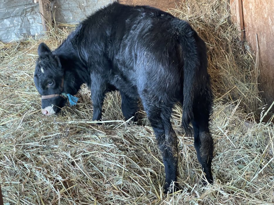 Vitea angus cu baltata