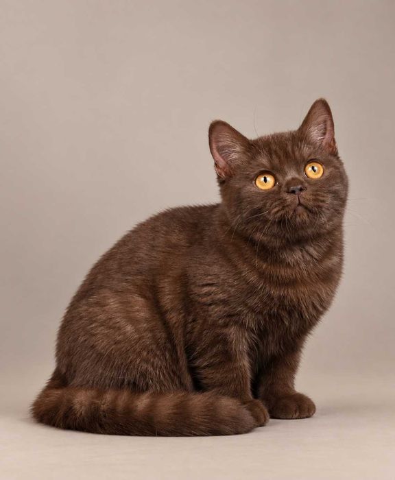 Chocolate (BRI b). Nu mai există una ca ea. 100% British. 100% Chocolate. 0% modestie. Pedigree. Felisa Lynx Rune Code.