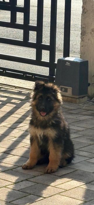 catelusa ciobanesc german linie supercampioni